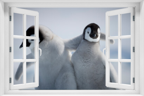 Fototapeta Naklejka Na Ścianę Okno 3D - Emperor Penguin Chicks,  Antarctica