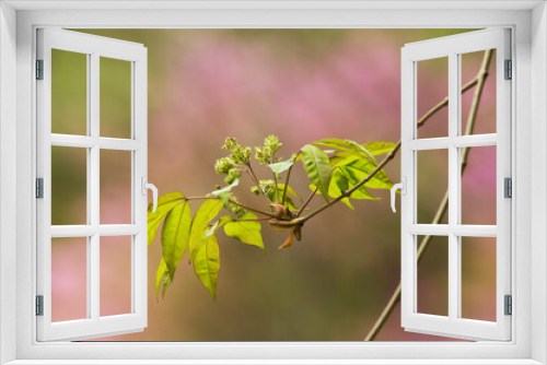 Fototapeta Naklejka Na Ścianę Okno 3D - マルバアオダモの葉と枝