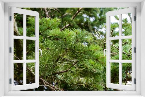 Fototapeta Naklejka Na Ścianę Okno 3D - Thick spruce branches in the natural environment.