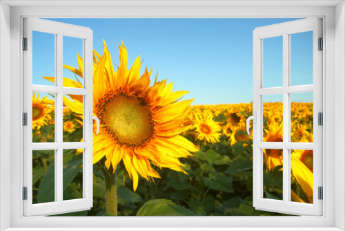 Fototapeta Naklejka Na Ścianę Okno 3D - An image of yellow field of sunflowers 22k3