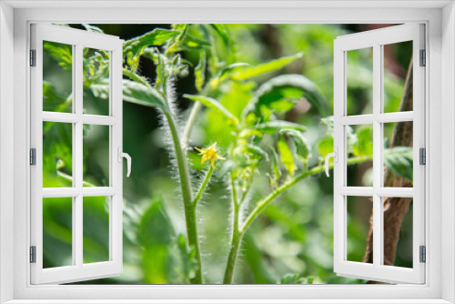 Fototapeta Naklejka Na Ścianę Okno 3D - Tomato plant with flowers in the house garden