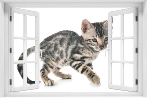 Fototapeta Naklejka Na Ścianę Okno 3D - bengal kitten in studio