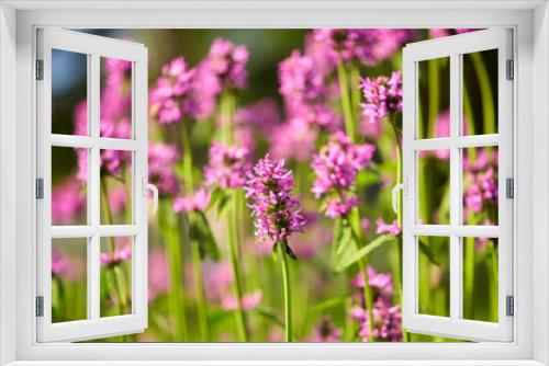 Fototapeta Naklejka Na Ścianę Okno 3D - gardening, botany and flora concept - beautiful field flowers blooming in summer garden