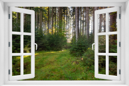 Fototapeta Naklejka Na Ścianę Okno 3D - idyllic forest scenery at autumn time
