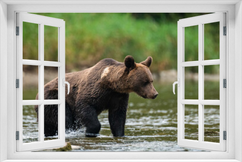 Fototapeta Naklejka Na Ścianę Okno 3D - Brown Bear (Ursus arctos) in the natural habitat. Carpathian Mountains, Bieszczady, Poland.