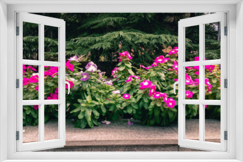 Fototapeta Naklejka Na Ścianę Okno 3D - Beautiful pink Petunia flowers with green leaves grow on a gray marble flower bed on a sunny summer day against the backdrop of green trees.