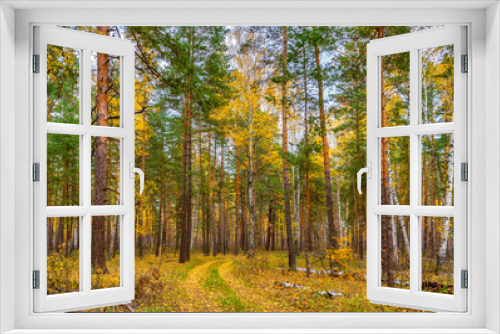 Fototapeta Naklejka Na Ścianę Okno 3D - Picturesque autumn landscape with mixed forest and road in cloudy day. Pine and birch trees and trail covered with yellow leaves. Beautiful autumnal nature, season changing concept