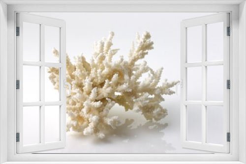 Fototapeta Naklejka Na Ścianę Okno 3D - Isolated shells with white Background
