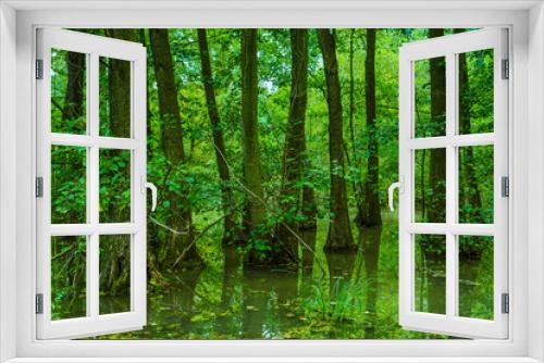 Fototapeta Naklejka Na Ścianę Okno 3D - Trees that stand in a flooded forest, trees in the swamp, autumnal, fallen trees