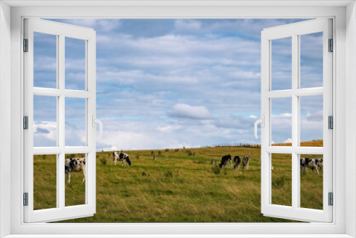 Fototapeta Naklejka Na Ścianę Okno 3D - cows grazing near Prehistoric Standing Stones at Avebury in Wiltshire England