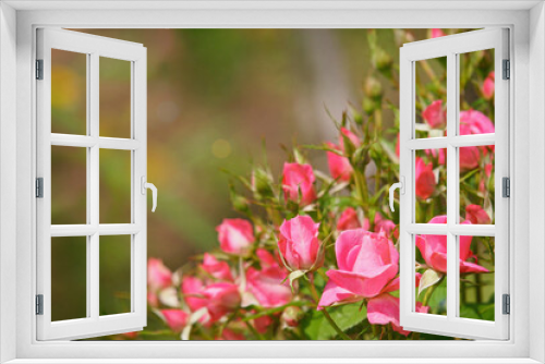 Fototapeta Naklejka Na Ścianę Okno 3D - Pink roses corner in the garden