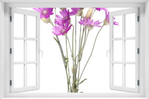 Fototapeta Naklejka Na Ścianę Okno 3D - Purple flower bouquet of annual everlasting or immortelle, isolated on white, Xeranthemum annuum