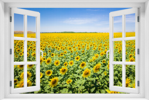 Fototapeta Naklejka Na Ścianę Okno 3D - Sunflowers in a sunflower field. Natural background