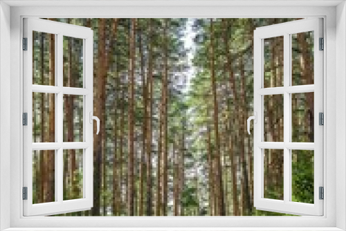 Fototapeta Naklejka Na Ścianę Okno 3D - nature. beautiful path in green pine forest