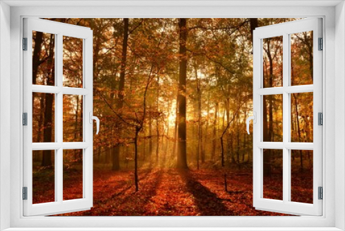 Fototapeta Naklejka Na Ścianę Okno 3D - Stunning sunrise in the forest in autumn, with glowing rays of light through the foliage
