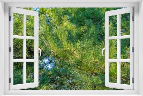Fototapeta Naklejka Na Ścianę Okno 3D - 松の木と松かさ