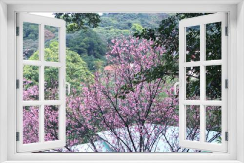 Fototapeta Naklejka Na Ścianę Okno 3D - pink color cherry blossom sakura in Taipei, Taiwan