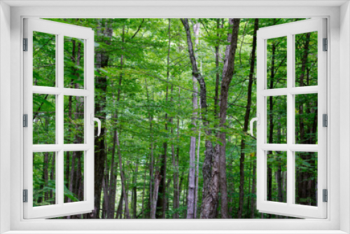 Fototapeta Naklejka Na Ścianę Okno 3D - green tree leaves in the forest