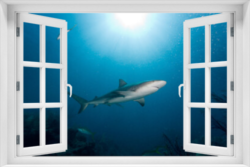 Fototapeta Naklejka Na Ścianę Okno 3D - Caribbean Reef Shark, New Providence Island, Bahamas