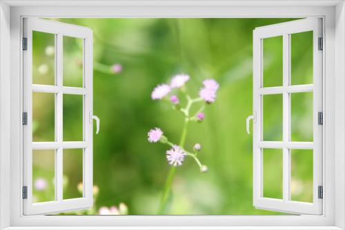 Fototapeta Naklejka Na Ścianę Okno 3D - Light purple flower of Little ironweed blooming on branch and blur green background, Thailand. Another name is Ash-coloured fleabane, Ash-coloured ironweed, Purple fleabane, Purple-flowered fleabane.