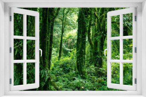 Fototapeta Naklejka Na Ścianę Okno 3D - Green deep rainforest with moss fern and lichen cover the tree.