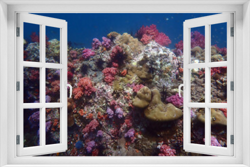 Fototapeta Naklejka Na Ścianę Okno 3D - Colorful coral reef at Lipe Island, Andaman Sea, Indian Ocean, Thailand