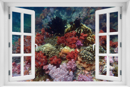 Fototapeta Naklejka Na Ścianę Okno 3D - Colorful coral reef at Lipe Island, Andaman Sea, Indian Ocean, Thailand