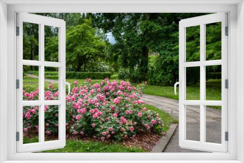 Fototapeta Naklejka Na Ścianę Okno 3D - Beautiful garden with blooming roses and curved walkway.