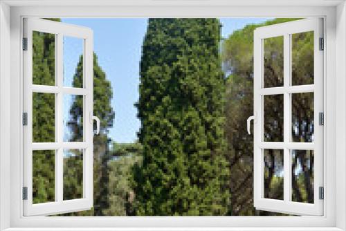 Fototapeta Naklejka Na Ścianę Okno 3D - green giant thuja trees