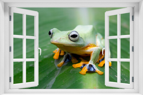 Fototapeta Naklejka Na Ścianę Okno 3D - Javan tree frog front view on green leaves