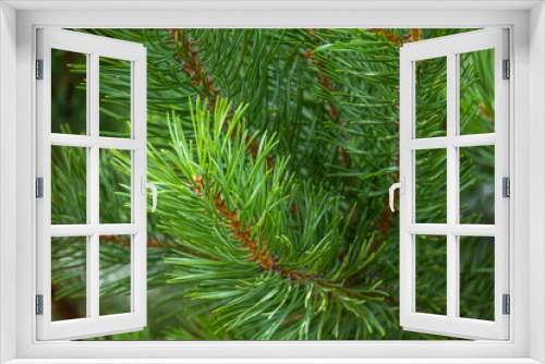Fototapeta Naklejka Na Ścianę Okno 3D - Natural green beautiful coniferous tree
