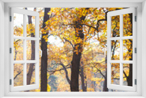 Fototapeta Naklejka Na Ścianę Okno 3D - amazing golden autumn forest