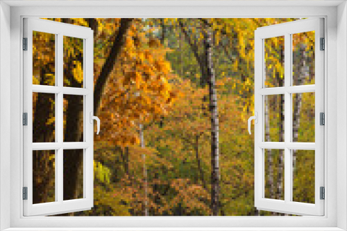 Fototapeta Naklejka Na Ścianę Okno 3D - amazing golden autumn forest