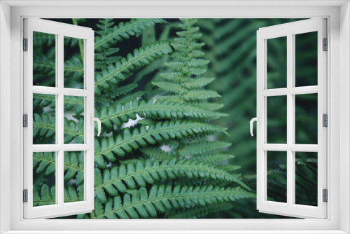 Fototapeta Naklejka Na Ścianę Okno 3D - Fresh green fern leves  as a beautiful nature background