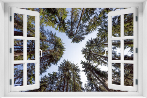 Fototapeta Naklejka Na Ścianę Okno 3D - Trees against the blue sky. Looking up. Background texture, tops of coniferous trees. High pine forest