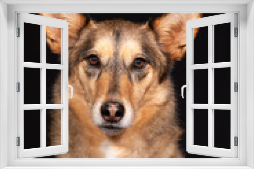 Fototapeta Naklejka Na Ścianę Okno 3D - Cute Dog