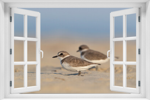 Fototapeta Naklejka Na Ścianę Okno 3D - Waders or shorebirds, kentish plover on the beach