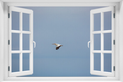 Fototapeta Naklejka Na Ścianę Okno 3D - pelican in flight
