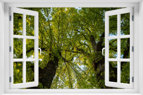 Fototapeta Naklejka Na Ścianę Okno 3D - view under two tall trees covered with dense green foliage in the day inside a park
