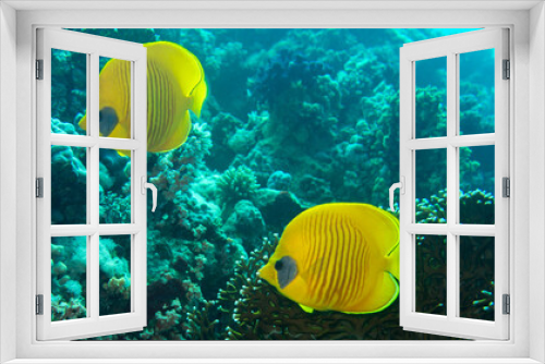 Fototapeta Naklejka Na Ścianę Okno 3D - marine life