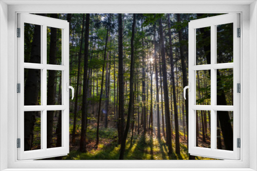 Fototapeta Naklejka Na Ścianę Okno 3D - sun rays in green forest 