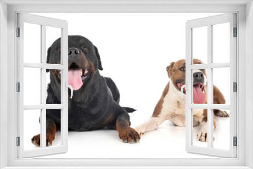 Fototapeta Naklejka Na Ścianę Okno 3D - guard dogs in studio