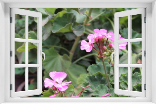 Fototapeta Naklejka Na Ścianę Okno 3D - morning beauty of pink flowers in the garden of lavasa 