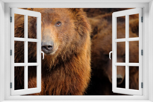 Fototapeta Naklejka Na Ścianę Okno 3D - Brown bear, close-up detail portrait. Brown fur coat, danger animal. Fixed look, animal muzzle with eyes. Big mammal from Russia. Aggressive animal, second bear in the background.