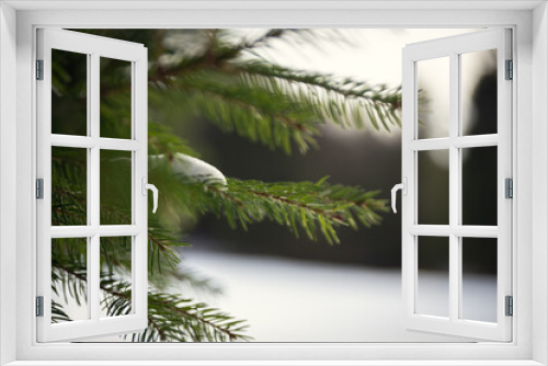 Fototapeta Naklejka Na Ścianę Okno 3D - Nadelbaum mit Schnee im Winter