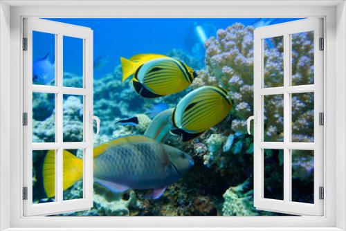 Fototapeta Naklejka Na Ścianę Okno 3D - Beautiful Colorful Fish Swimming In The Red Sea In Egypt. Blue Water, Hurghada, Sharm El Sheikh,Animal, Scuba Diving, Ocean, Under The Sea, Underwater Photography, Snorkeling, Tropical Paradise.