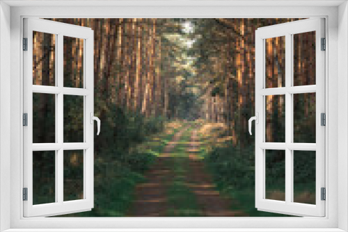 Fototapeta Naklejka Na Ścianę Okno 3D - The Forest Walk