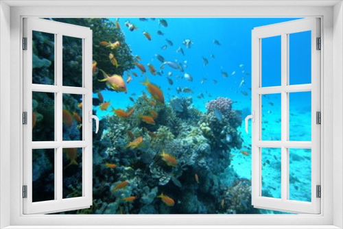 Fototapeta Naklejka Na Ścianę Okno 3D - Beautiful Coral Reef With Many Goldfishes In The Red Sea In Egypt. Blue Water, Hurghada, Sharm El Sheikh,Animal, Scuba Diving, Ocean, Under The Sea, Underwater, Snorkeling, Tropical Paradise, Goldfish