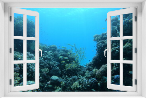 Fototapeta Naklejka Na Ścianę Okno 3D - Beautiful Coral Reef With Many Fishes In The Red Sea In Egypt. Colorful, Blue Water, Hurghada, Sharm El Sheikh,Animal, Scuba Diving, Ocean, Under The Sea, Underwater, Snorkeling, Tropical Paradise,