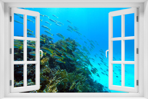 Fototapeta Naklejka Na Ścianę Okno 3D - Beautiful Coral Reef With Many Fishes In The Red Sea In Egypt. Colorful, Blue Water, Hurghada, Sharm El Sheikh,Animal, Scuba Diving, Ocean, Under The Sea, Underwater, Snorkeling, Tropical Paradise,